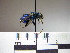 ( - BB915)  @11 [ ] CreativeCommons - Attribution Non-Commercial No Derivatives (2011) Dr. Berry Brosi Emory University