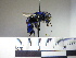  ( - BBEugl05 44)  @11 [ ] CreativeCommons - Attribution Non-Commercial No Derivatives (2011) Dr. Berry Brosi Emory University