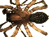  ( - 01-BB09CN-B01)  @12 [ ] CreativeCommons - Attribution (2010) Gergin Blagoev, Centre for Biodiversity Genomics Centre for Biodiversity Genomics