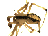  ( - 01-BB09CN-C12)  @13 [ ] CreativeCommons - Attribution (2010) Gergin Blagoev, Centre for Biodiversity Genomics Centre for Biodiversity Genomics