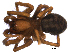  ( - 01-BB09CN-F07)  @13 [ ] CreativeCommons - Attribution (2010) Gergin Blagoev, Centre for Biodiversity Genomics Centre for Biodiversity Genomics