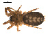  ( - CCDB-04285-A01)  @13 [ ] CreativeCommons - Attribution (2010) Gergin Blagoev, Centre for Biodiversity Genomics Centre for Biodiversity Genomics