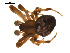 ( - CCDB-04285-A04)  @13 [ ] CreativeCommons - Attribution (2010) Gergin Blagoev, Centre for Biodiversity Genomics Centre for Biodiversity Genomics