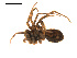  ( - CCDB-04285-A11)  @12 [ ] CreativeCommons - Attribution (2010) Gergin Blagoev, Centre for Biodiversity Genomics Centre for Biodiversity Genomics