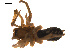  ( - CCDB-04285-B07)  @12 [ ] CreativeCommons - Attribution (2009) Gergin Blagoev, Centre for Biodiversity Genomics Centre for Biodiversity Genomics