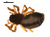  ( - CCDB-04285-D07)  @13 [ ] CreativeCommons - Attribution (2009) Gergin Blagoev, Centre for Biodiversity Genomics Centre for Biodiversity Genomics