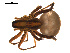  ( - CCDB-04285-G10)  @12 [ ] CreativeCommons - Attribution (2009) Gergin Blagoev, Centre for Biodiversity Genomics Centre for Biodiversity Genomics