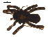  ( - CCDB-04286-E05)  @12 [ ] CreativeCommons - Attribution (2009) Gergin Blagoev, Centre for Biodiversity Genomics Centre for Biodiversity Genomics