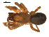  ( - CCDB-04286-H01)  @13 [ ] CreativeCommons - Attribution (2009) Gergin Blagoev, Centre for Biodiversity Genomics Centre for Biodiversity Genomics
