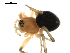  ( - CCDB-05156-A10)  @13 [ ] CreativeCommons - Attribution (2010) Gergin Blagoev, Centre for Biodiversity Genomics Centre for Biodiversity Genomics