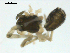  ( - CCDB-05157-D01)  @12 [ ] CreativeCommons - Attribution (2010) Gergin Blagoev, Centre for Biodiversity Genomics Centre for Biodiversity Genomics