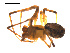  ( - CCDB-05269-A08)  @12 [ ] CreativeCommons - Attribution (2009) Gergin Blagoev, Centre for Biodiversity Genomics Centre for Biodiversity Genomics