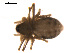  ( - CCDB-05269-A11)  @12 [ ] CreativeCommons - Attribution (2009) Gergin Blagoev, Centre for Biodiversity Genomics Centre for Biodiversity Genomics