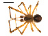  ( - CCDB-05269-C10)  @13 [ ] CreativeCommons - Attribution (2009) Gergin Blagoev, Centre for Biodiversity Genomics Centre for Biodiversity Genomics