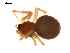  ( - CCDB-05269-D07)  @13 [ ] CreativeCommons - Attribution (2009) Gergin Blagoev, Centre for Biodiversity Genomics Centre for Biodiversity Genomics