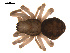  ( - CCDB-05269-D10)  @13 [ ] CreativeCommons - Attribution (2009) Gergin Blagoev, Centre for Biodiversity Genomics Centre for Biodiversity Genomics
