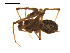  ( - CCDB-05269-E08)  @12 [ ] CreativeCommons - Attribution (2009) Gergin Blagoev, Centre for Biodiversity Genomics Centre for Biodiversity Genomics
