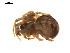  ( - CCDB-05269-F04)  @13 [ ] CreativeCommons - Attribution (2009) Gergin Blagoev, Centre for Biodiversity Genomics Centre for Biodiversity Genomics