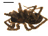  ( - CCDB-05269-F08)  @12 [ ] CreativeCommons - Attribution (2009) Gergin Blagoev, Centre for Biodiversity Genomics Centre for Biodiversity Genomics