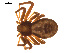  ( - CCDB-05269-G07)  @13 [ ] CreativeCommons - Attribution (2009) Gergin Blagoev, Centre for Biodiversity Genomics Centre for Biodiversity Genomics