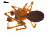  ( - CCDB-05269-H06)  @13 [ ] CreativeCommons - Attribution (2009) Gergin Blagoev, Centre for Biodiversity Genomics Centre for Biodiversity Genomics