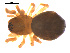  (Tapinocyba simplex - CCDB-05296-A03)  @13 [ ] CreativeCommons - Attribution (2009) Gergin Blagoev, Centre for Biodiversity Genomics Centre for Biodiversity Genomics