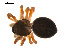  ( - CCDB-05296-B05)  @13 [ ] CreativeCommons - Attribution (2009) Gergin Blagoev, Centre for Biodiversity Genomics Centre for Biodiversity Genomics