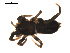  ( - CCDB-05296-B12)  @13 [ ] CreativeCommons - Attribution (2009) Gergin Blagoev, Centre for Biodiversity Genomics Centre for Biodiversity Genomics