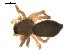  ( - CCDB-05296-C02)  @13 [ ] CreativeCommons - Attribution (2009) Gergin Blagoev, Centre for Biodiversity Genomics Centre for Biodiversity Genomics