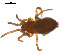  ( - CCDB-05296-C04)  @12 [ ] CreativeCommons - Attribution (2009) Gergin Blagoev, Centre for Biodiversity Genomics Centre for Biodiversity Genomics