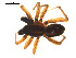  ( - CCDB-05296-C08)  @13 [ ] CreativeCommons - Attribution (2009) Gergin Blagoev, Centre for Biodiversity Genomics Centre for Biodiversity Genomics