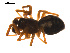  ( - CCDB-05296-D02)  @12 [ ] CreativeCommons - Attribution (2009) Gergin Blagoev, Centre for Biodiversity Genomics Centre for Biodiversity Genomics