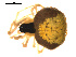  ( - CCDB-05296-E01)  @12 [ ] CreativeCommons - Attribution (2009) Gergin Blagoev, Centre for Biodiversity Genomics Centre for Biodiversity Genomics