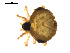  ( - CCDB-05296-E02)  @11 [ ] CreativeCommons - Attribution (2009) Gergin Blagoev, Centre for Biodiversity Genomics Centre for Biodiversity Genomics