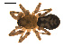  ( - CCDB-05296-F02)  @13 [ ] CreativeCommons - Attribution (2009) Gergin Blagoev, Centre for Biodiversity Genomics Centre for Biodiversity Genomics