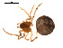  ( - CCDB-05296-F05)  @12 [ ] CreativeCommons - Attribution (2009) Gergin Blagoev, Centre for Biodiversity Genomics Centre for Biodiversity Genomics