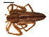  ( - CCDB-05296-F10)  @13 [ ] CreativeCommons - Attribution (2009) Gergin Blagoev, Centre for Biodiversity Genomics Centre for Biodiversity Genomics