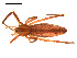  ( - CCDB-05296-G01)  @13 [ ] CreativeCommons - Attribution (2009) Gergin Blagoev, Centre for Biodiversity Genomics Centre for Biodiversity Genomics