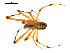  ( - CCDB-05296-G04)  @13 [ ] CreativeCommons - Attribution (2009) Gergin Blagoev, Centre for Biodiversity Genomics Centre for Biodiversity Genomics