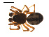  ( - CCDB-05296-G10)  @12 [ ] CreativeCommons - Attribution (2009) Gergin Blagoev, Centre for Biodiversity Genomics Centre for Biodiversity Genomics