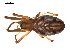  ( - CCDB-05296-H04)  @14 [ ] CreativeCommons - Attribution (2009) Gergin Blagoev, Centre for Biodiversity Genomics Centre for Biodiversity Genomics