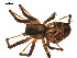  ( - CCDB-05296-H11)  @14 [ ] CreativeCommons - Attribution (2009) Gergin Blagoev, Centre for Biodiversity Genomics Centre for Biodiversity Genomics
