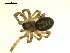  ( - CCDB-05302-D07)  @13 [ ] CreativeCommons - Attribution  Gergin Blagoev, Centre for Biodiversity Genomics Centre for Biodiversity Genomics