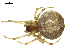 (Theridion differens - CCDB-05302-E04)  @14 [ ] CreativeCommons - Attribution  Gergin Blagoev, Centre for Biodiversity Genomics Centre for Biodiversity Genomics