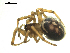  ( - CCDB-05302-G03)  @13 [ ] CreativeCommons - Attribution  Gergin Blagoev, Centre for Biodiversity Genomics Centre for Biodiversity Genomics