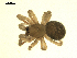  (Robertus riparius - CCDB-05302-G10)  @13 [ ] CreativeCommons - Attribution  Gergin Blagoev, Centre for Biodiversity Genomics Centre for Biodiversity Genomics