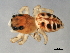 ( - CCDB-04550-C02)  @13 [ ] CreativeCommons - Attribution (2010) Unspecified Centre for Biodiversity Genomics