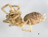  ( - CCDB-04550-G12)  @12 [ ] CreativeCommons - Attribution (2010) Unspecified Centre for Biodiversity Genomics