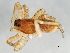  ( - CCDB-04551-G12)  @12 [ ] CreativeCommons - Attribution (2010) Unspecified Centre for Biodiversity Genomics
