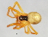  (Theridula emertoni - CCDB-04552-E09)  @13 [ ] CreativeCommons - Attribution (2010) Unspecified Centre for Biodiversity Genomics